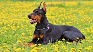 Puppy:we8pdrlxgsa= Doberman