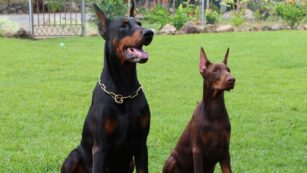 Puppy:we8pdrlxgsa= Doberman