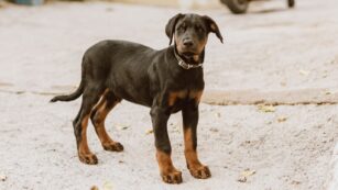 Puppy:we8pdrlxgsa= Doberman