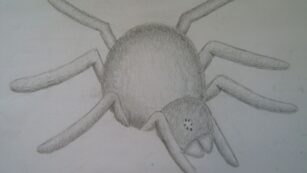 Drawing:xthbdswr9xk= Spider